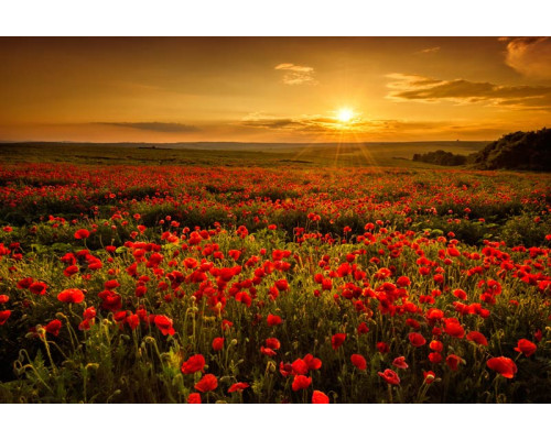 Fotobehang van een landschap met klaprozen, waarin een veld vol bloemen schittert tijdens een prachtige zonsondergang.