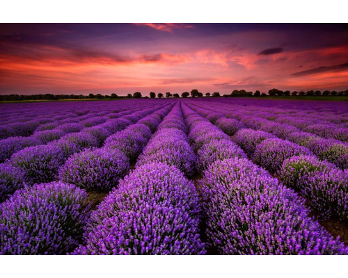 De magie van een lavendelveld bij zonsondergang, prachtig weergegeven op een sfeervol fotobehang.