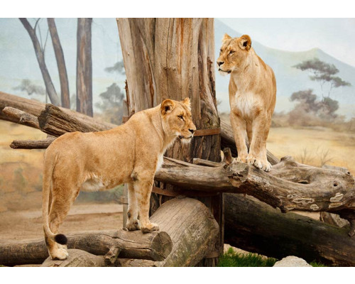 Fotobehang van leeuwinnen in een Afrikaanse natuurlijke setting, wilde dieren.