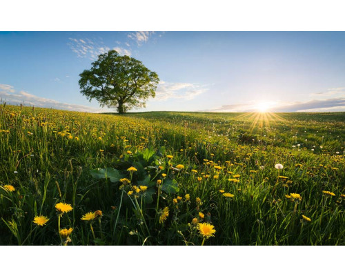 Lente in het land zonsondergang fotobehang, met een warme avondgloed.