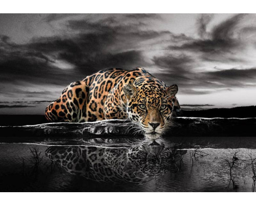 Een luipaard, panter en cheetah, dynamisch weergegeven op dit natuurgetrouwe fotobehang met levendige details.