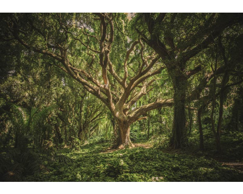 Fotobehang van een magische boom in een bos, met een sprookjesachtige sfeer.