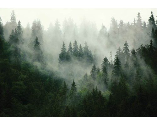 Mistig bos en bomen in een sereen landschap op fotobehang.