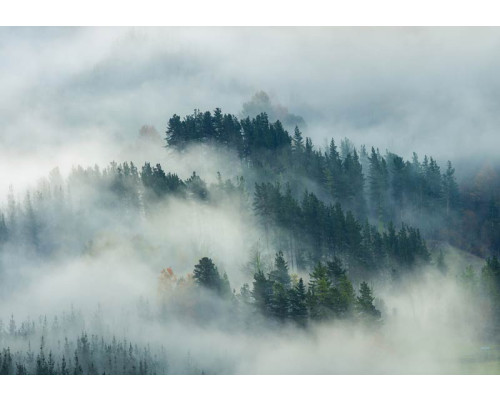 Fotobehang met een mistig dennenbos waar de bomen in de nevel verdwijnen, wat een mysterieuze sfeer creëert.