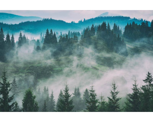 Fotobehang van mistige bosdromen, met dichte bomen en een zachte nevel die het landschap omhult.