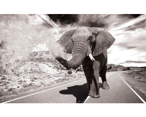 Fotobehang van een olifant in actie, met een dynamische en krachtige uitstraling.