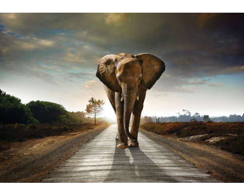 Realistisch fotobehang van een grote olifant in natuurlijke kleuren en met fijne details in de textuur van de huid.