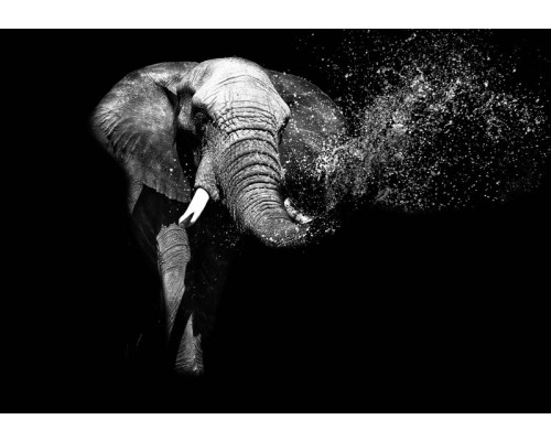 Olifant tegen een intens zwarte achtergrond, waardoor de indrukwekkende contouren van het dier nog meer opvallen op dit fotobehang.