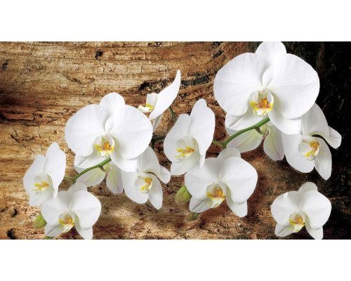 Fotobehang van orchideeën tegen een achtergrond van een boom, perfect voor een serene ruimte.