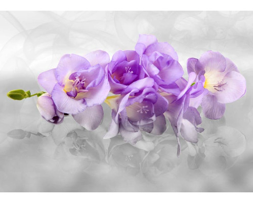 Fotobehang Orchideeënpracht