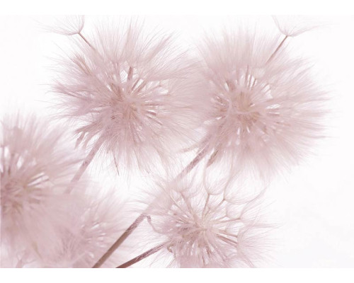 Fotobehang Paardenbloem Close-up