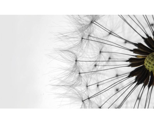 Witte paardenbloemen, natuur fotobehang met een rustgevende en kalmerende uitstraling.