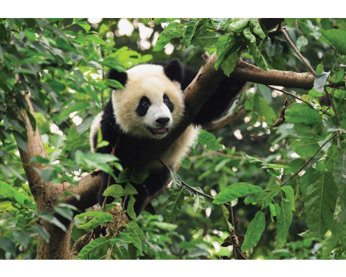 Reuzenpanda in een boom, vrolijk fotobehang met een speelse en schattige uitstraling voor kinderkamers.