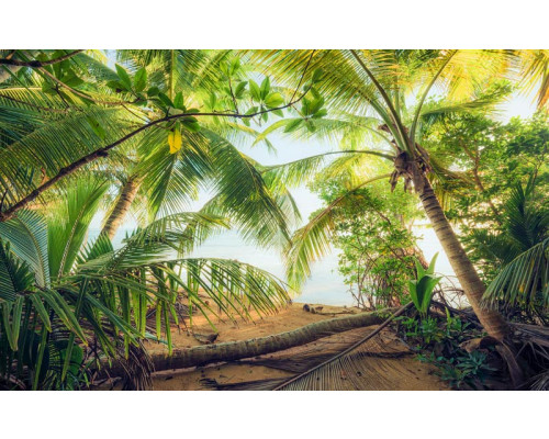 Piraten schuilplaats in Puerto Rico, met een jungle vol palmbomen.