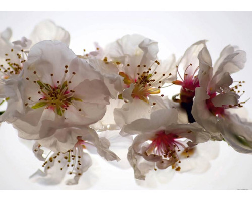 Fotobehang Pruim Bloesems