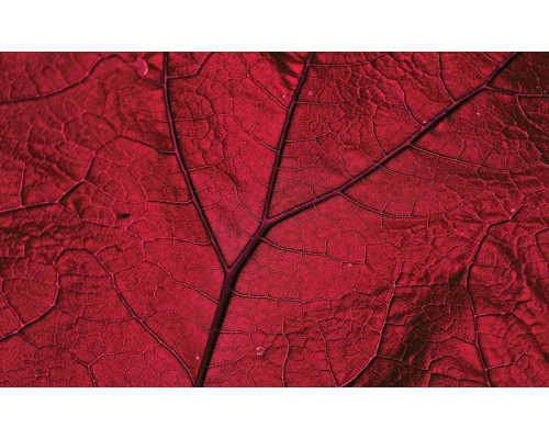 Rood blad fotobehang, natuur en warme tinten gecombineerd.