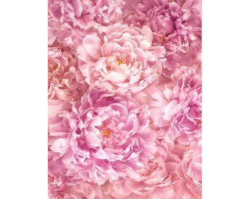 Roze pioenrozen bloemen, zacht en romantisch weergegeven in dit fotobehang, perfect voor een rustgevende ruimte.