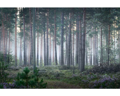 Fotobehang van een rustiek boslandschap, waar bomen bedekt zijn met een laag mist en de natuur in stilte gehuld is.