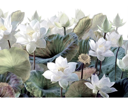 Fotobehang Schilderachtige Lotusbloemen