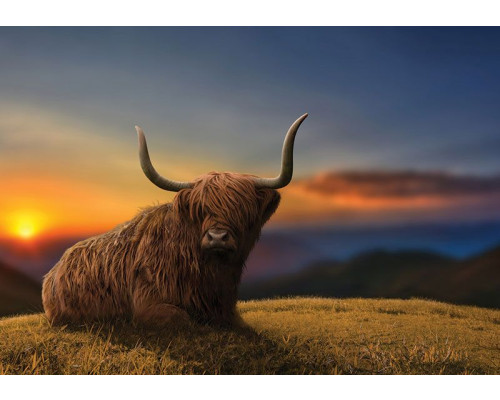 Fotobehang Schotse hooglander bij Zonsondergang, met een Schotse Hooglander die rustig ligt op het gras, met een zonsondergang op de achtergrond en subtiele bergen.