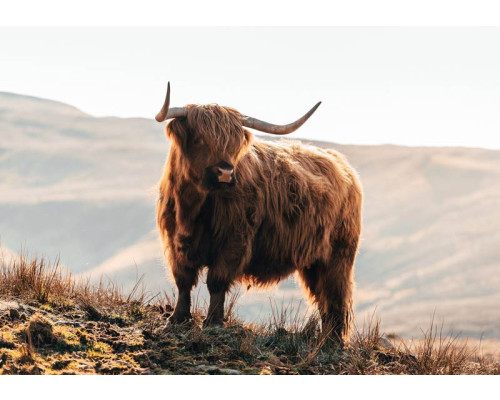 Fotobehang van een imposante Schotse hooglander in de bergen, met een natuurlijk landschap en wilde bizons.