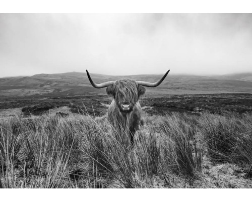 Zwart-wit afbeelding van een Schotse hooglander, vastgelegd in een natuurlijke omgeving met een serene sfeer.