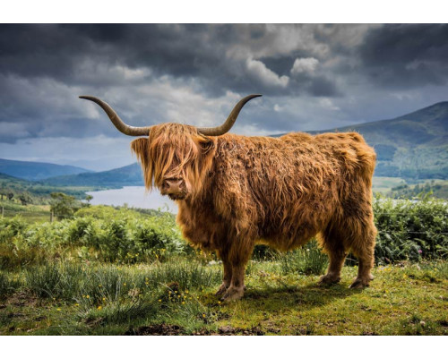 Dit fotobehang toont een Schotse hooglander in het berglandschap, met een serene achtergrond van bergen en groene velden.