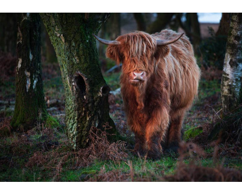 Fotobehang van een Schotse hooglander die tussen de bomen door wandelt, met een rustieke bosomgeving.