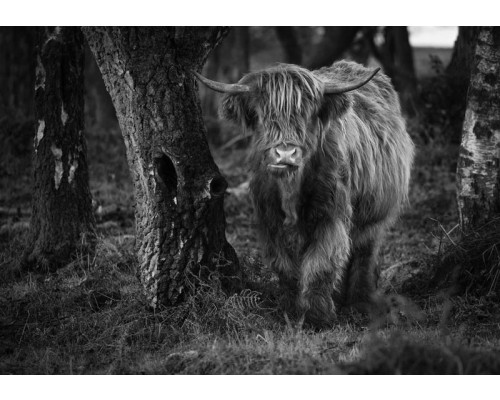 Zwart-wit fotobehang van een Schotse hooglander die tussen de bomen door loopt, met een donkere en mysterieuze sfeer.