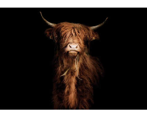 Fotobehang met een majestueuze schotse hooglander op een donkere, zwarte achtergrond. Het krachtige silhouet van de os creëert een dramatisch effect in de slaapkamer.