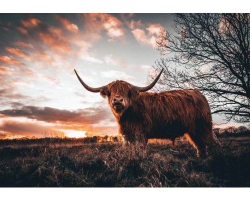 Een fotobehang met een Schotse hooglander op een uitgestrekt landschap met een ondergaande zon.