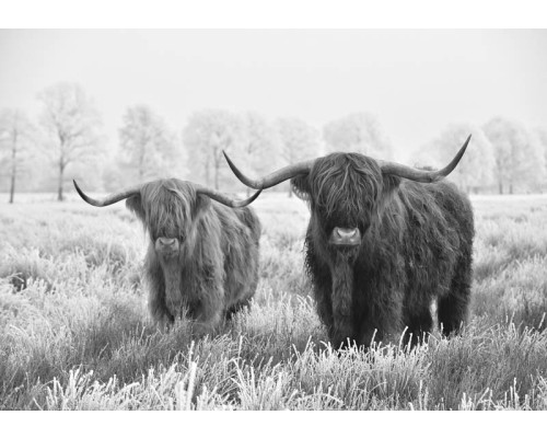 Zwart-wit landschap met Schotse hooglanders die in een rustige, natuurlijke omgeving staan.