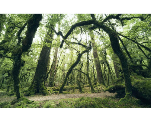 Een mysterieus bos op fotobehang met een magische sfeer.