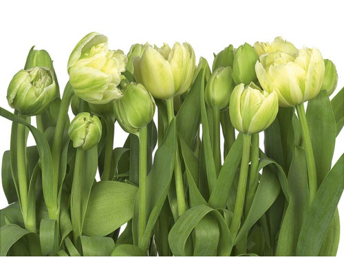 Tulpen bloemen, in levendige kleuren en een abstract ontwerp, brengen kleur en leven in elke ruimte.