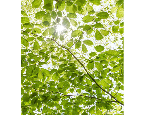 Voorjaar bos zonnestralen fotobehang, met een lente boslandschap en stralend zonlicht.