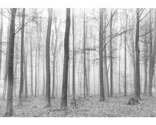 Fotobehang van een winterbos met bomen, rustige en koele sfeer.