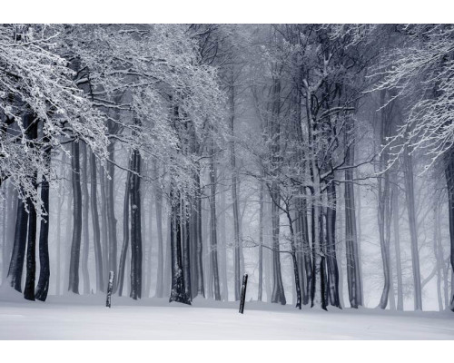Fotobehang van een winterbos met besneeuwde bomen, rustgevende natuur.