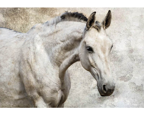 Fotobehang van een wit paard, sierlijk en elegant.