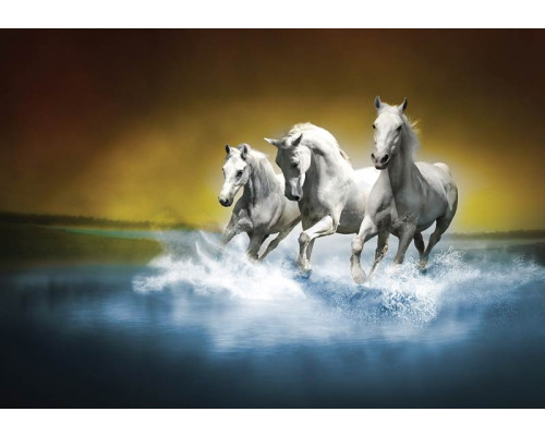 Fotobehang van witte paarden galopperend in het water, met een dynamische en krachtige uitstraling.