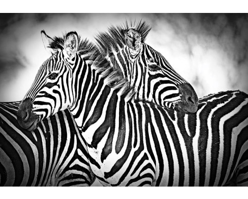 Zebra's in zwart-wit, natuurfotobehang met een Afrikaanse sfeer en wilde dieren.