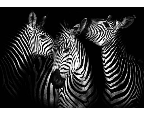 Fotobehang met zebra’s, zwart-wit dierenpatroon.