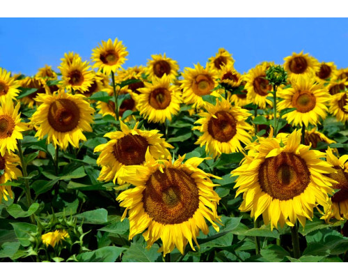 Fotobehang van zonnebloemen, zomerse uitstraling.