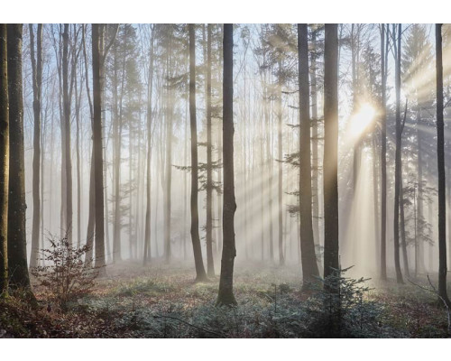 Fotobehang van zonnestralen die door de bomen in een bos schijnen, rustgevend natuurthema.