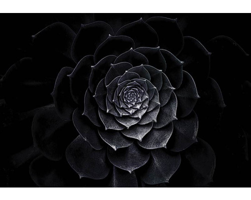 Fotobehang van een schilderij met een zwarte bloem, artistiek en gedetailleerd.