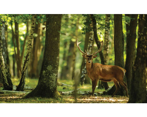 Fotobehang van een hert in een bos, bomen en rendier, natuurthema.