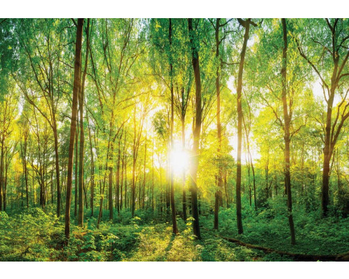 Zonnig bos fotobehang met dichte bomen en gouden zonnestralen die door het bladerdak schijnen.