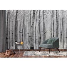 Een fotobehang van berkenbomen met een weerspiegeling in een bos, perfect voor een gezellige uitstraling in een woonkamer.