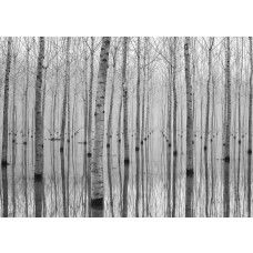 Een fotobehang van berkenbomen met een weerspiegeling in een bos, dat een rustgevende en natuurlijke sfeer weergeeft.