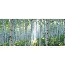 Fotobehang van een berkenbos met stralend zonlicht waar de lichte bomen zorgen voor een frisse look.