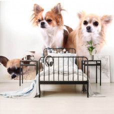 Een fotobehang van Chihuahua honden in een vrolijke kinderkamer.